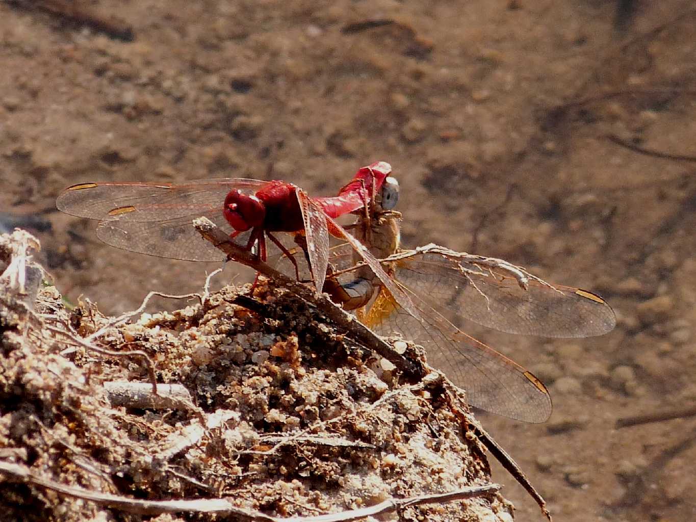 Accoppiamento Crocothemis erythraea